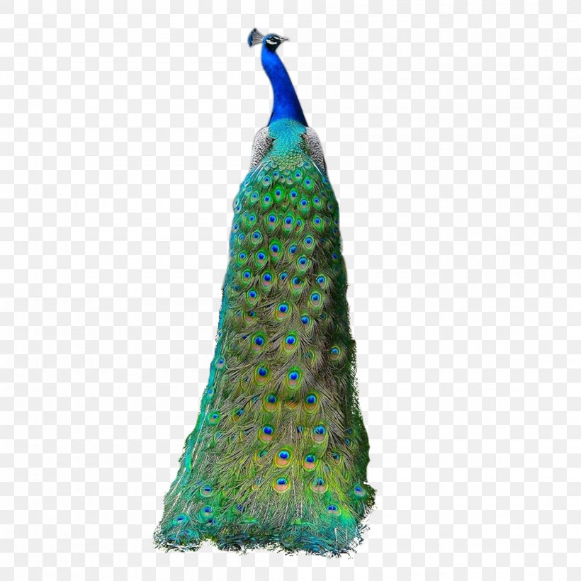 Asiatic Peafowl Feather, PNG, 2000x2000px, Asiatic Peafowl, Day Dress, Dress, Feather, Pavo Download Free