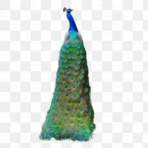 Peacock Feather Images, Peacock Feather Transparent PNG, Free download