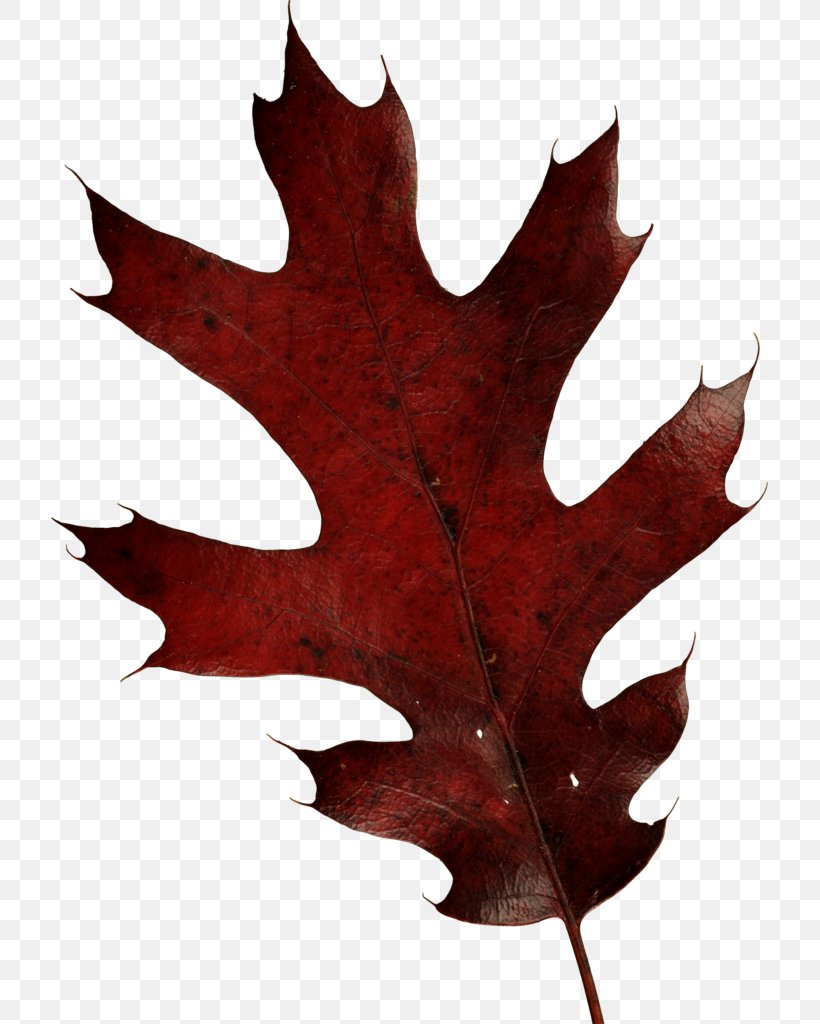 Leaf Oak, PNG, 717x1024px, Leaf, Alpha Compositing, Autumn, Autumn Leaf Color, Image File Formats Download Free