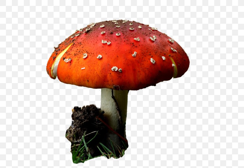 Mushroom Cartoon, PNG, 800x566px, Mushroom, Agaric, Agaricaceae, Agaricomycetes, Agaricus Download Free