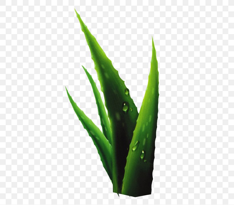 Aloe Plant Drop, PNG, 658x721px, Aloe, Cartoon, Drop, Flowerpot, Food Download Free