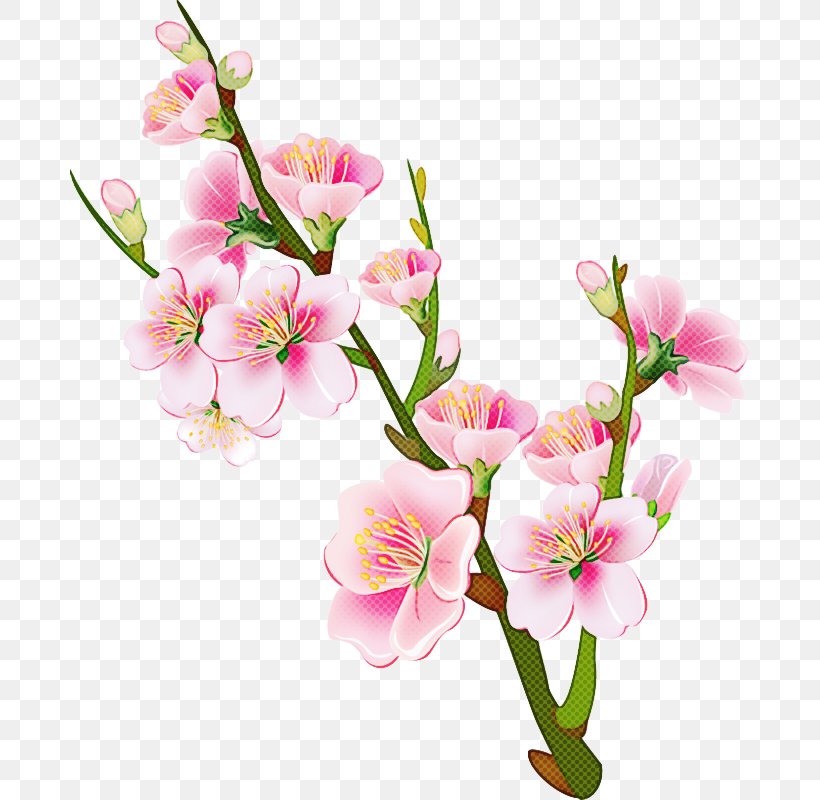 Cherry Blossom, PNG, 679x800px, Flower, Blossom, Branch, Cherry Blossom, Cut Flowers Download Free