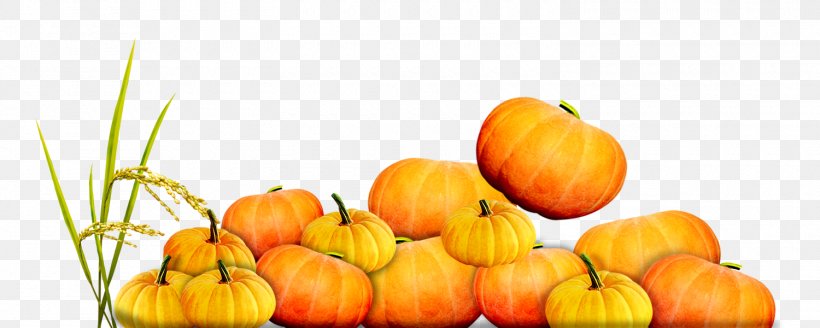 Pumpkin Calabaza Vegetarian Cuisine Gourd Winter Squash, PNG, 1500x600px, Pumpkin, Calabaza, Computer, Cucumber Gourd And Melon Family, Cucurbita Download Free