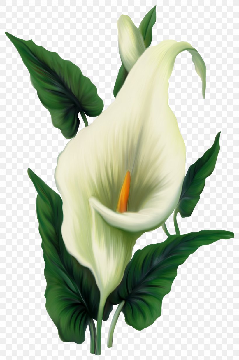 Easter Lily Arum-lily Flower Clip Art, PNG, 1500x2258px, Easter Lily, Alismatales, Arum, Arum Family, Arum Lilies Download Free
