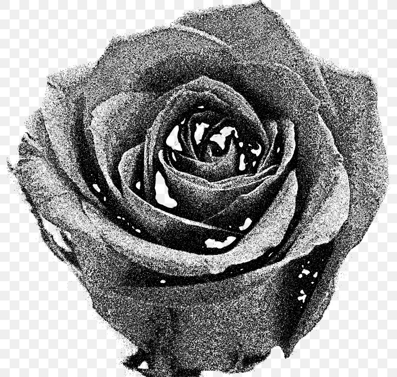 Garden Roses Black And White, PNG, 792x778px, Garden Roses, Black And White, Blue, Cut Flowers, Flower Download Free