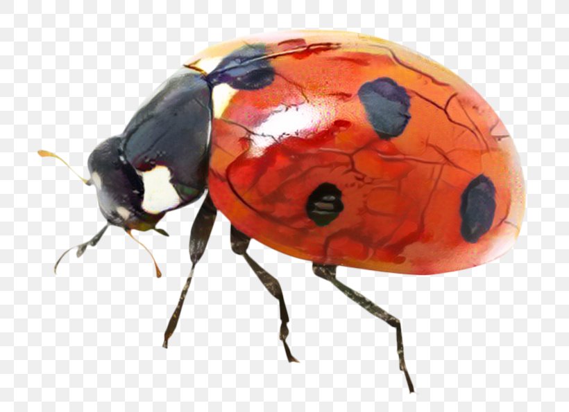 Ladybird Beetle Image Desktop Wallpaper, PNG, 768x595px, Ladybird Beetle, Ant, Arthropod, Beetle, Blister Beetles Download Free