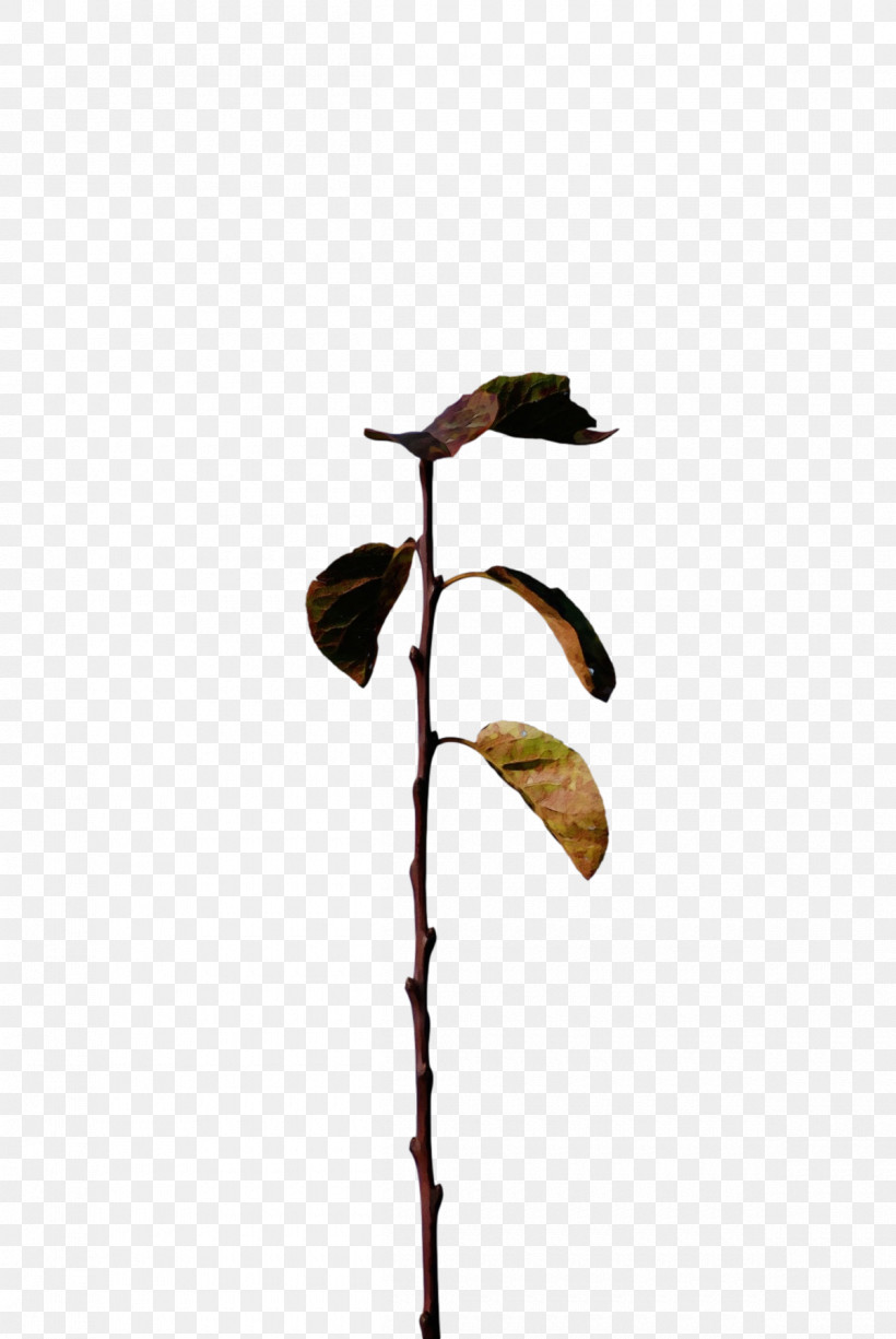 Leaf Plant Stem Twig Flora M-tree, PNG, 1200x1793px, Watercolor, Biology, Flora, Leaf, Mtree Download Free
