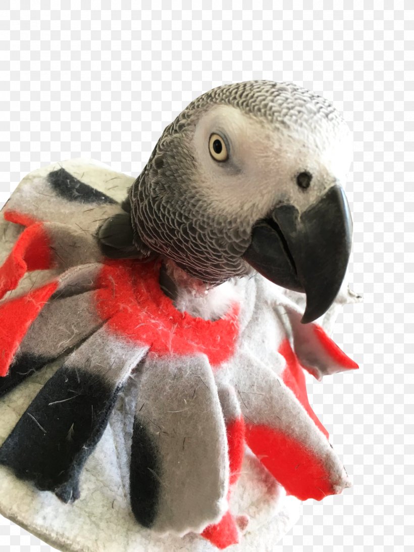 Macaw Parrot Bird Feather-plucking, PNG, 1400x1867px, Macaw, Beak, Bird, Fauna, Feather Download Free