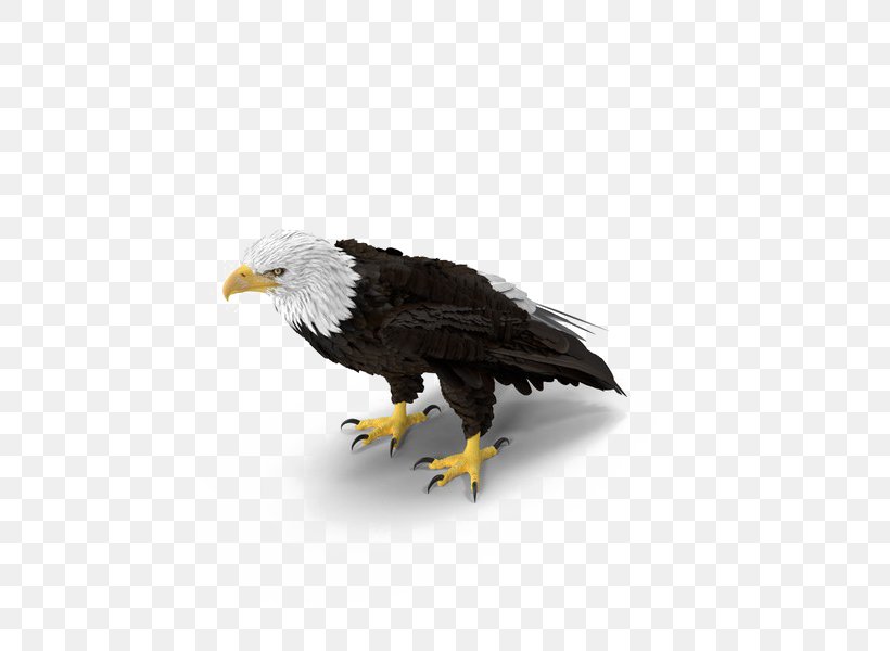 Bald Eagle Image Bird, PNG, 600x600px, Bald Eagle, Accipitriformes, Beak, Bird, Bird Of Prey Download Free