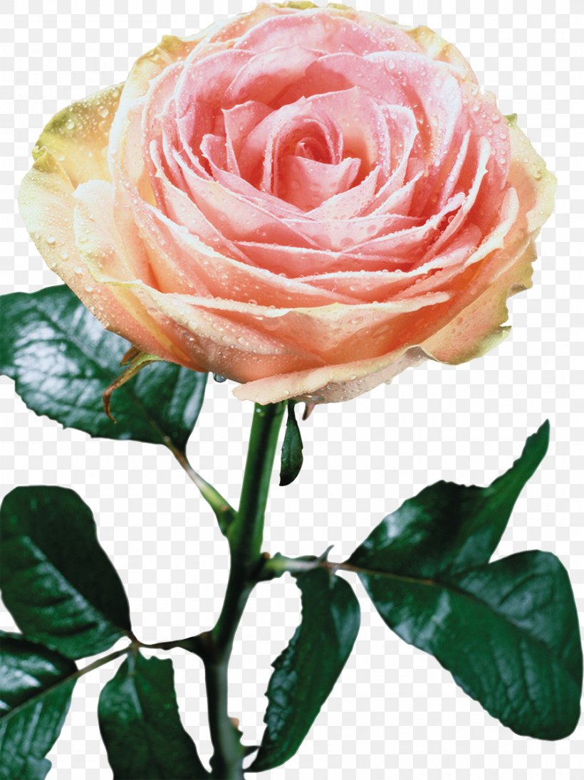 Beach Rose Flower Lilium, PNG, 897x1200px, Beach Rose, Artificial Flower, Blue, Blue Rose, Cut Flowers Download Free
