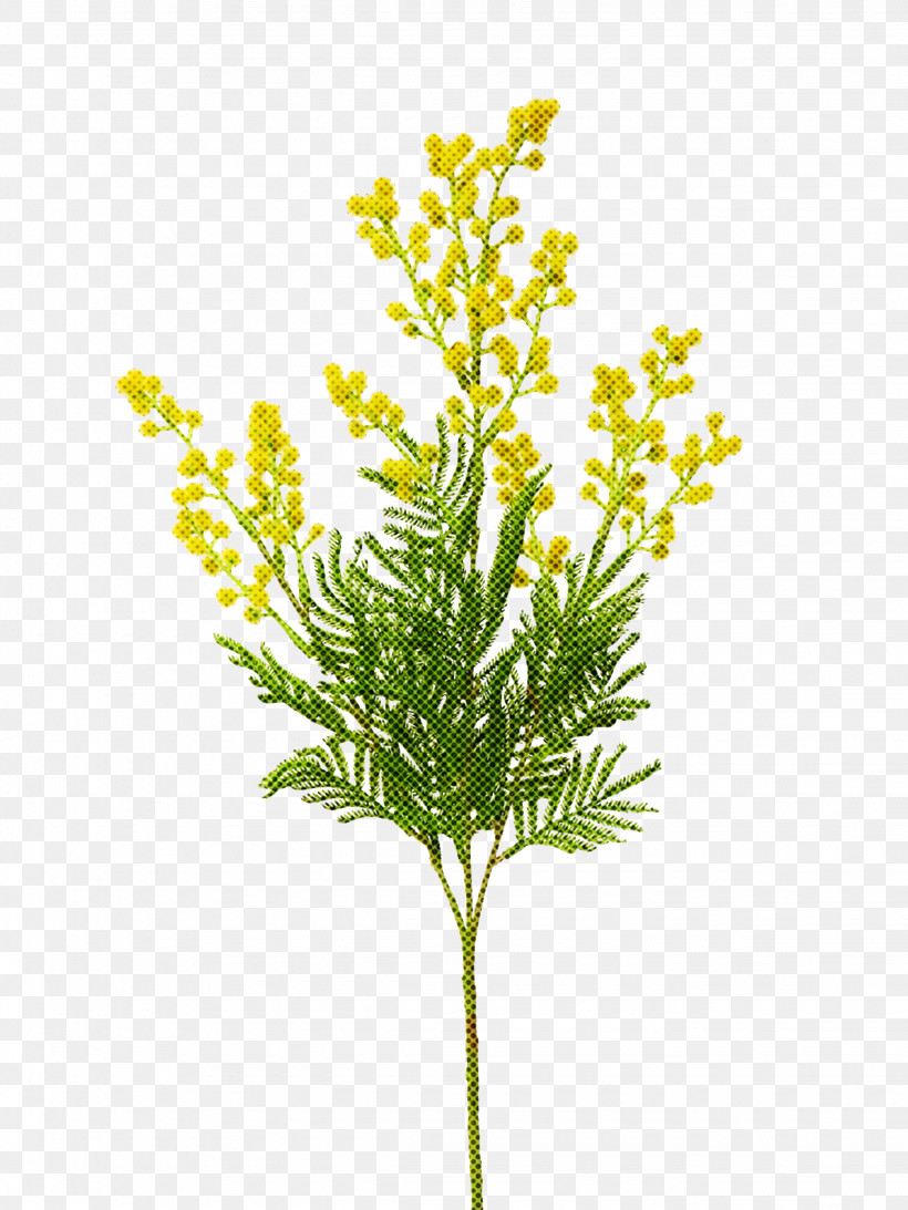 Flower Plant Leaf Grass Plant Stem, PNG, 2250x3000px, Flower, American Larch, Branch, Goldenrod, Grass Download Free