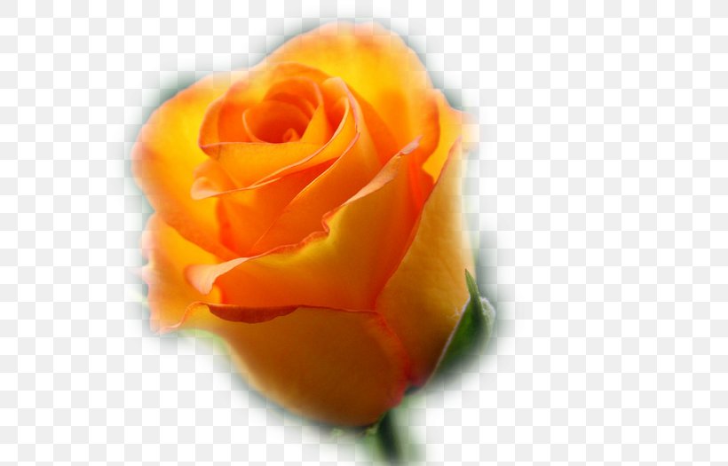 Garden Roses Birthday Desktop Wallpaper, PNG, 700x525px, 2016, Garden Roses, Author, Birthday, Close Up Download Free