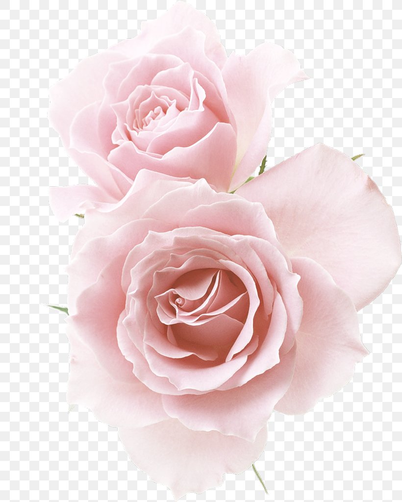 Garden Roses Cabbage Rose Floribunda Flower, PNG, 820x1024px, Garden Roses, Artificial Flower, Cabbage Rose, Cut Flowers, Floral Design Download Free