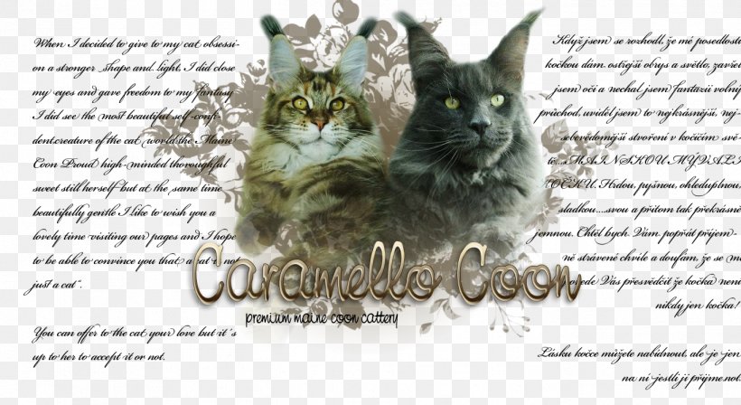Kitten Tabby Cat Whiskers Tail, PNG, 1366x747px, Kitten, Carnivoran, Cat, Cat Like Mammal, Fauna Download Free