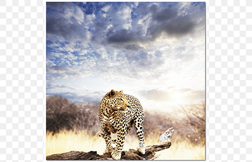 Leopard Warrior: A Journey Into The African Teachings Of Ancestry, Instinct, And Dreams Felidae Mural Lion Photography, PNG, 635x526px, Felidae, African Leopard, Art, Big Cats, Carnivoran Download Free