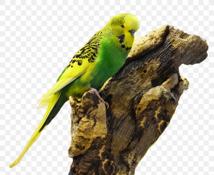Budgerigar Parakeet Beak Feather Toy, PNG, 929x763px, Budgerigar, Beak, Bird, Button, Common Pet Parakeet Download Free