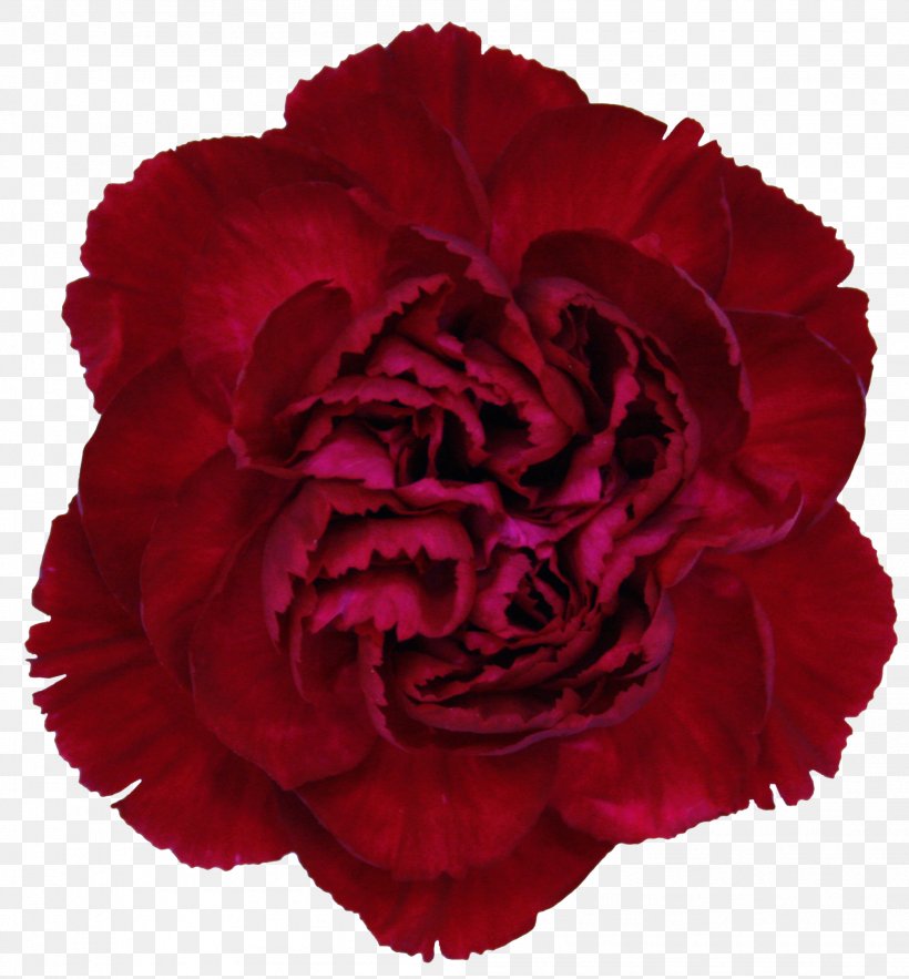 Carnation Rose Cut Flowers Crimson, PNG, 2004x2160px, Carnation, Blue, Burgundy, Color, Crimson Download Free