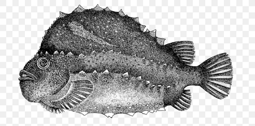 Grey Triggerfish Cyclopterus Lumpus True Tunas Atlantic Blue Marlin, PNG, 724x407px, Fish, Atlantic Blue Marlin, Atlantic Bluefin Tuna, Biology, Black And White Download Free