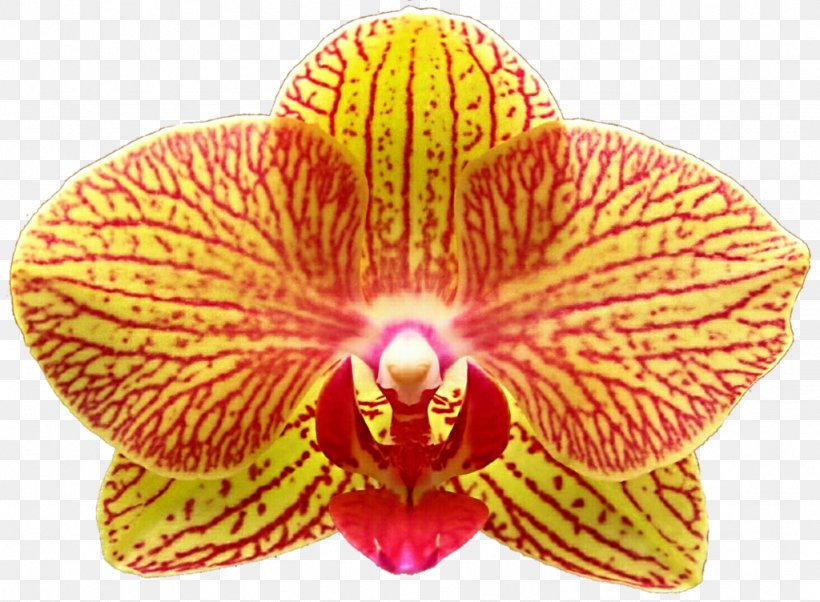 Moth Orchids, PNG, 1024x752px, Moth Orchids, Flower, Flowering Plant, Magenta, Moth Orchid Download Free