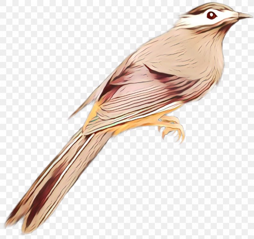 Ortolan Bunting Finches Common Nightingale Fauna, PNG, 1204x1134px ...