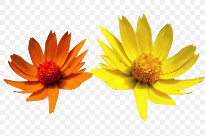 Xerochrysum Bracteatum Yellow Orange Download, PNG, 900x600px, Xerochrysum Bracteatum, Chrysanthemum, Chrysanths, Color, Cotton Download Free