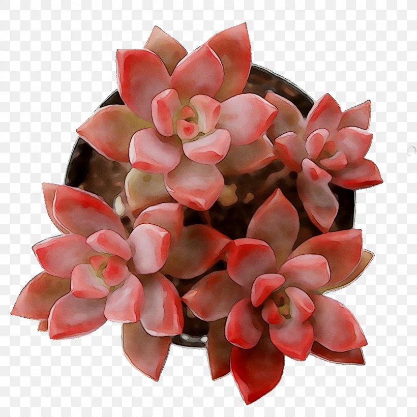 Cut Flowers Pink M RTV Pink, PNG, 1157x1157px, Cut Flowers, Artificial Flower, Bouquet, Echeveria, Flower Download Free