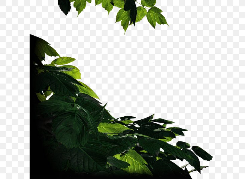 Herb Leaf Branching, PNG, 621x600px, Herb, Branch, Branching, Leaf, Plant Download Free