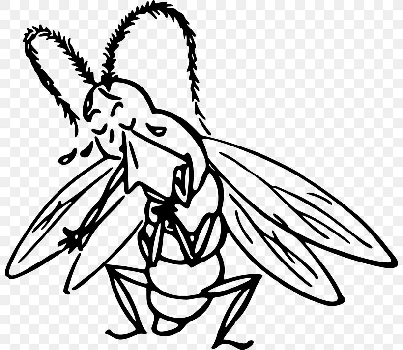 Insect Drawing Clip Art, PNG, 800x712px, Insect, Animal, Animation, Art, Artwork Download Free