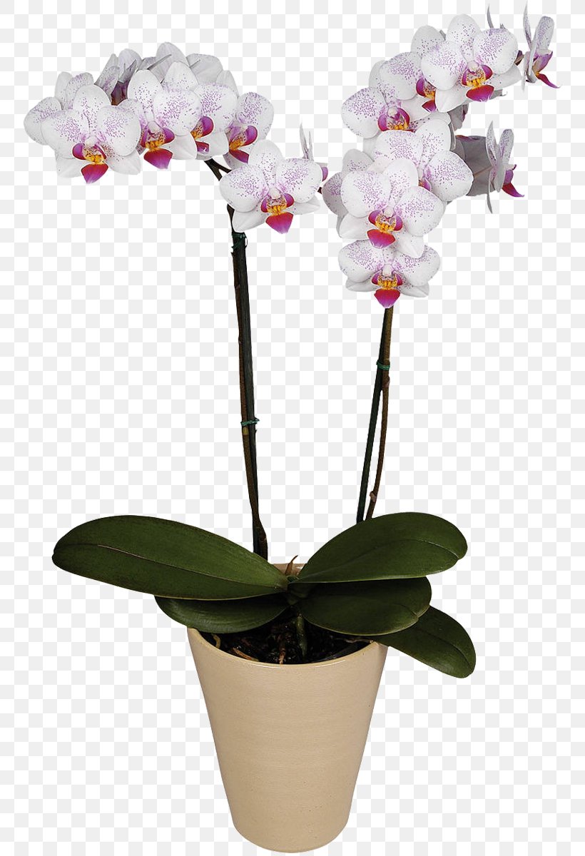 Moth Orchids Flower Belaya Orkhideya Cattleya Orchids, PNG, 756x1200px, Moth Orchids, Cattleya, Cattleya Orchids, Cut Flowers, Flora Download Free