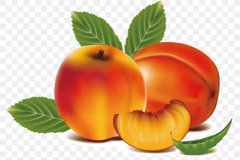 Peach Fruit Clip Art, PNG, 1361x914px, Peach, Apple, Apricot, Diet Food, Drawing Download Free