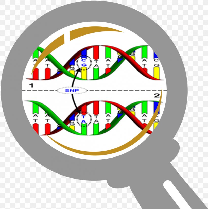 Single-nucleotide Polymorphism DNA Genetics, PNG, 1108x1114px, Singlenucleotide Polymorphism, Area, Biology, Dna, Dna Sequencing Download Free