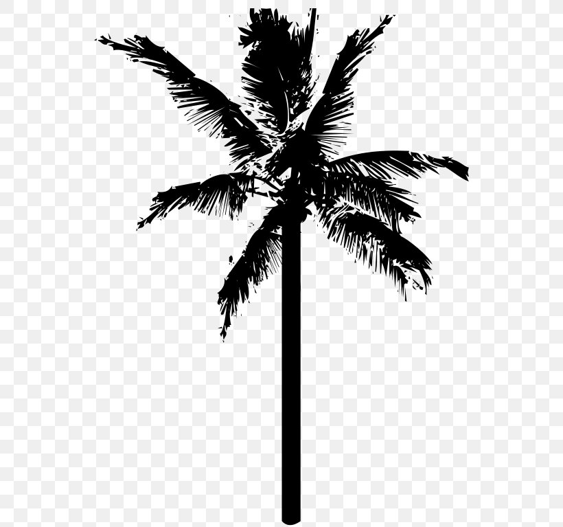 Coconut Tree Clip Art, PNG, 558x767px, Coconut, Arecaceae, Arecales, Black And White, Borassus Flabellifer Download Free