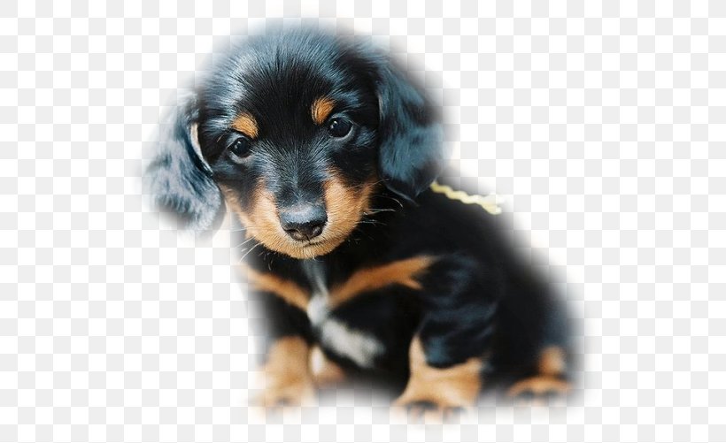 Dachshund Puppy Black And Tan Coonhound German Shepherd South Russian Ovcharka, PNG, 546x501px, Dachshund, Animal, Austrian Black And Tan Hound, Black And Tan Coonhound, Black Tan Download Free