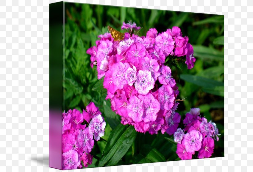 Hydrangea Pink Cut Flowers Vervain Herbaceous Plant, PNG, 650x560px, Hydrangea, Annual Plant, Cornales, Cut Flowers, Dianthus Download Free