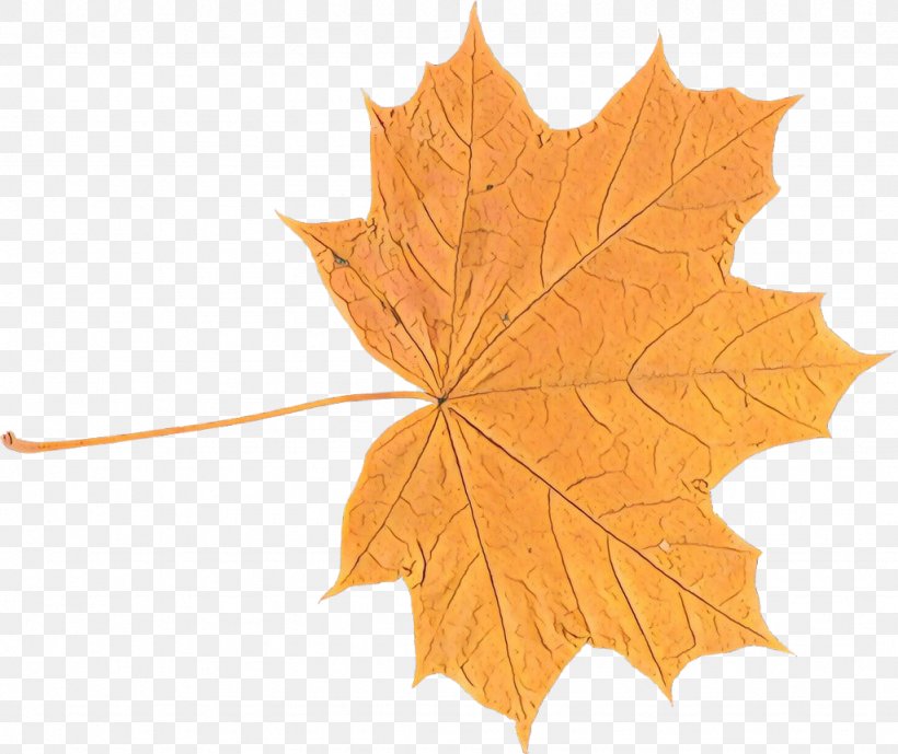Autumn Leaves Background, PNG, 1024x861px, Maple Leaf, Autumn, Black Maple, Deciduous, Family Download Free