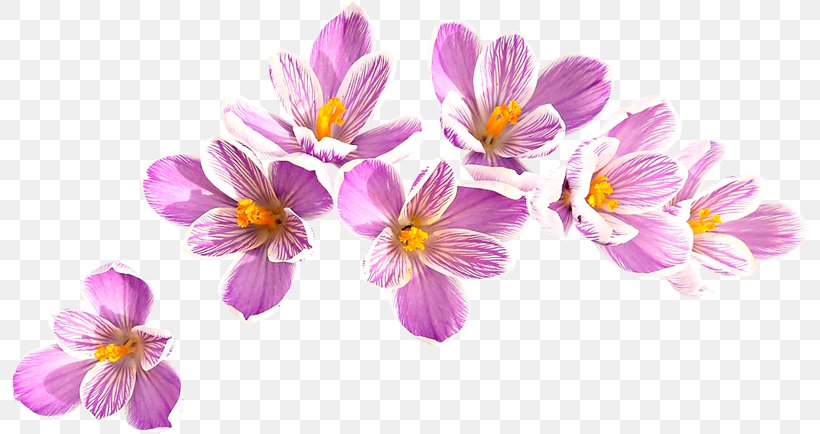 Crocus Flavus Flower Clip Art, PNG, 800x434px, Crocus Flavus, Blossom, Branch, Crocus, Floral Design Download Free