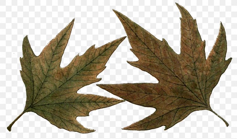 Maple Leaf Northern Hemisphere Southern Hemisphere, PNG, 1180x694px, Maple Leaf, Autumn, Happiness, Leaf, Maple Download Free