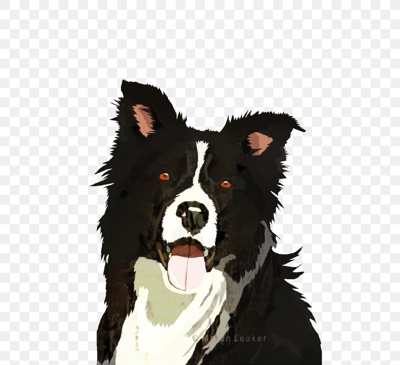 Border Collie, PNG, 500x749px, Border Collie, Australian Shepherd, Bernese Mountain Dog, Clothing, Collie Download Free
