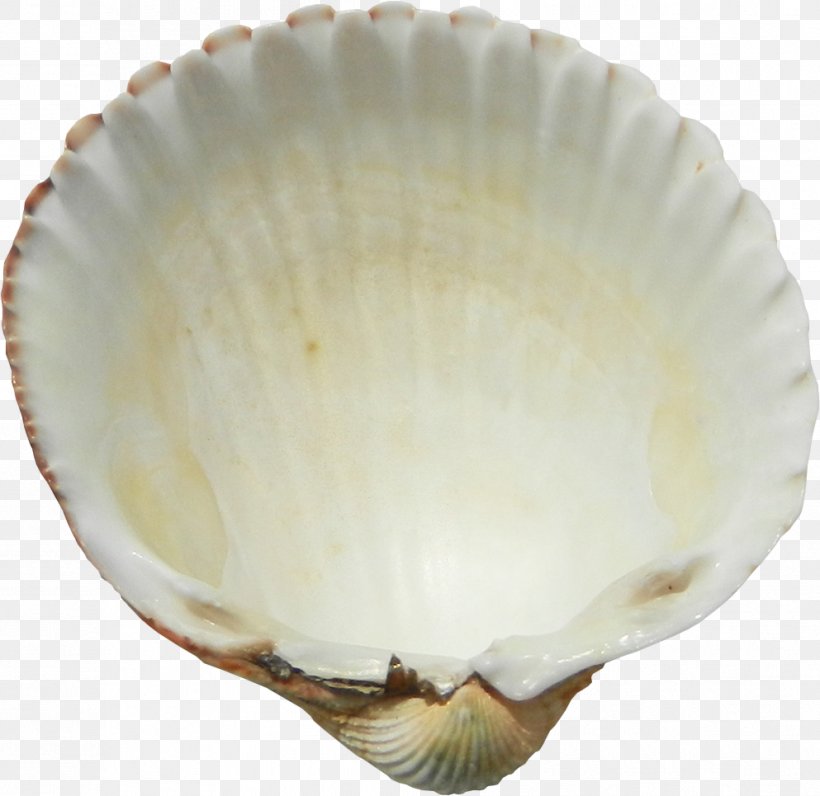 Cockle Clip Art, PNG, 993x965px, Cockle, Bowl, Chemical Element, Clam, Clams Oysters Mussels And Scallops Download Free