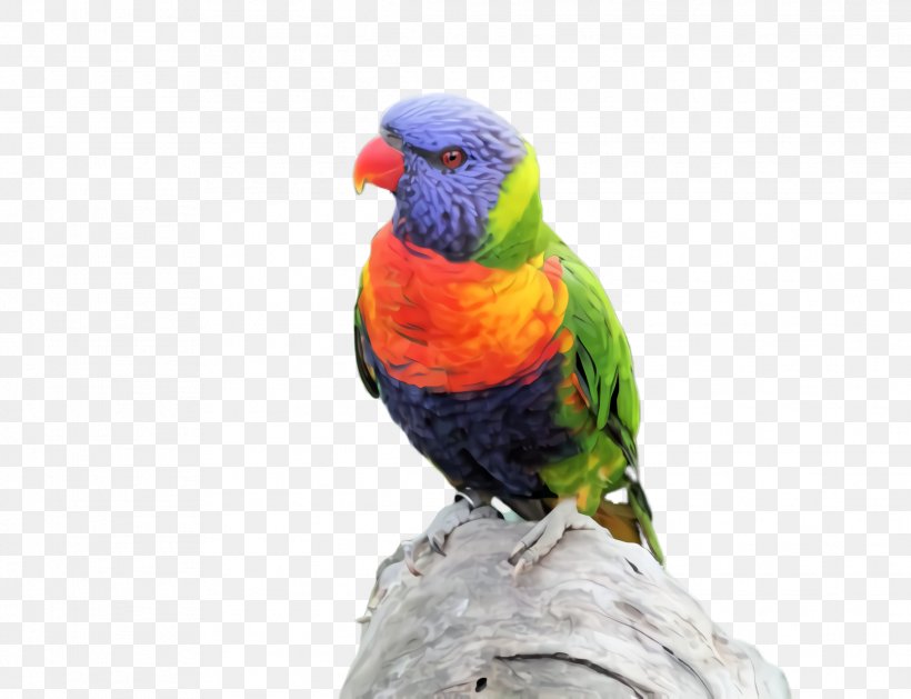 Colorful Background, PNG, 2284x1752px, Parrot, Beak, Bird, Colorful, Exotic Bird Download Free
