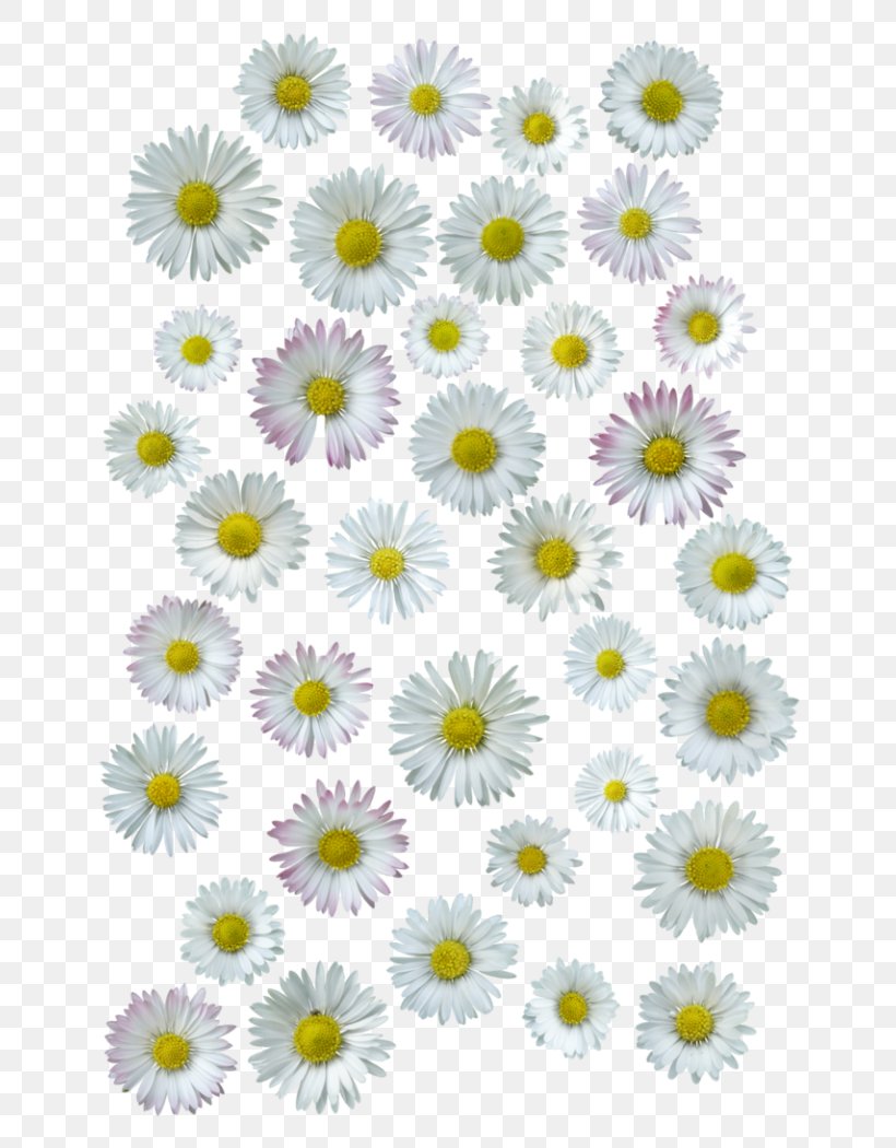 Common Daisy Chrysanthemum Oxeye Daisy Cut Flowers, PNG, 700x1050px, Common Daisy, Aster, Chrysanthemum, Chrysanths, Cut Flowers Download Free