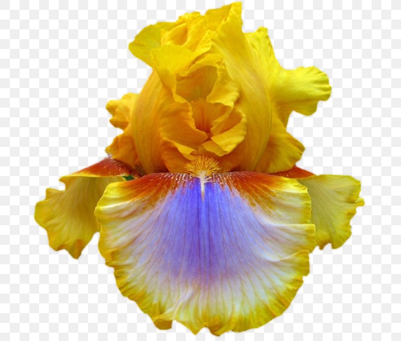 Iris Sibirica Flower Yellow Iris Ser. Sibiricae Garden, PNG, 800x697px, Iris Sibirica, Color, Flower, Flower Garden, Flowering Plant Download Free