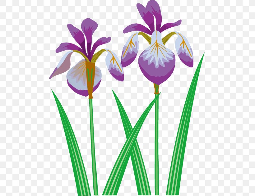 Irises Iris Ensata Var. Ensata Iris Sanguinea Clip Art Illustration, PNG, 503x631px, Irises, Botany, Cut Flowers, Flower, Flowering Plant Download Free