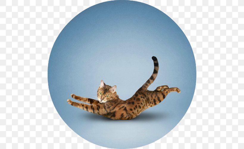 Yoga Cats: The Purrfect Workout Yoga Cats: The Purrfect Workout Felidae Exercise, PNG, 500x500px, Cat, Animal, Bengal, California Spangled, Carnivoran Download Free