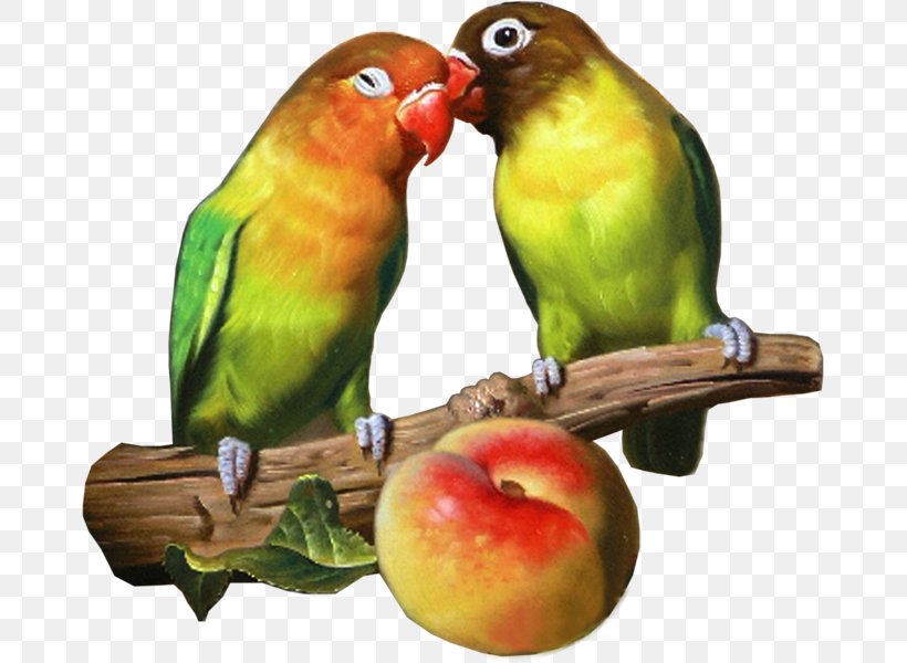 Lovebird Parrot Parakeet Loriini Pet, PNG, 671x600px, Lovebird, Beak, Bird, Common Pet Parakeet, Fauna Download Free