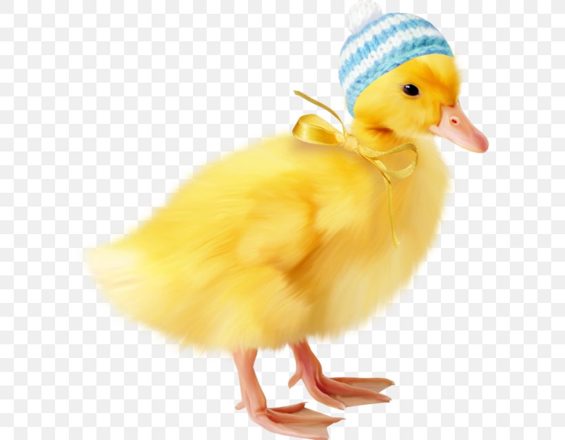 Duck Chicken Animal Image, PNG, 600x639px, Duck, Animal, Beak, Bird, Centerblog Download Free