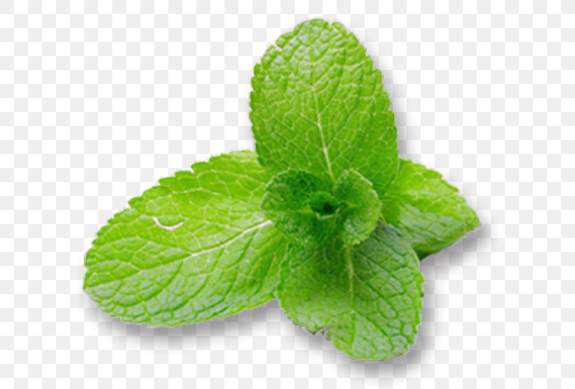 Peppermint Mentha Spicata Water Mint Menthol Leaf, PNG, 600x556px, Peppermint, Carminative, Extract, Food, Herb Download Free