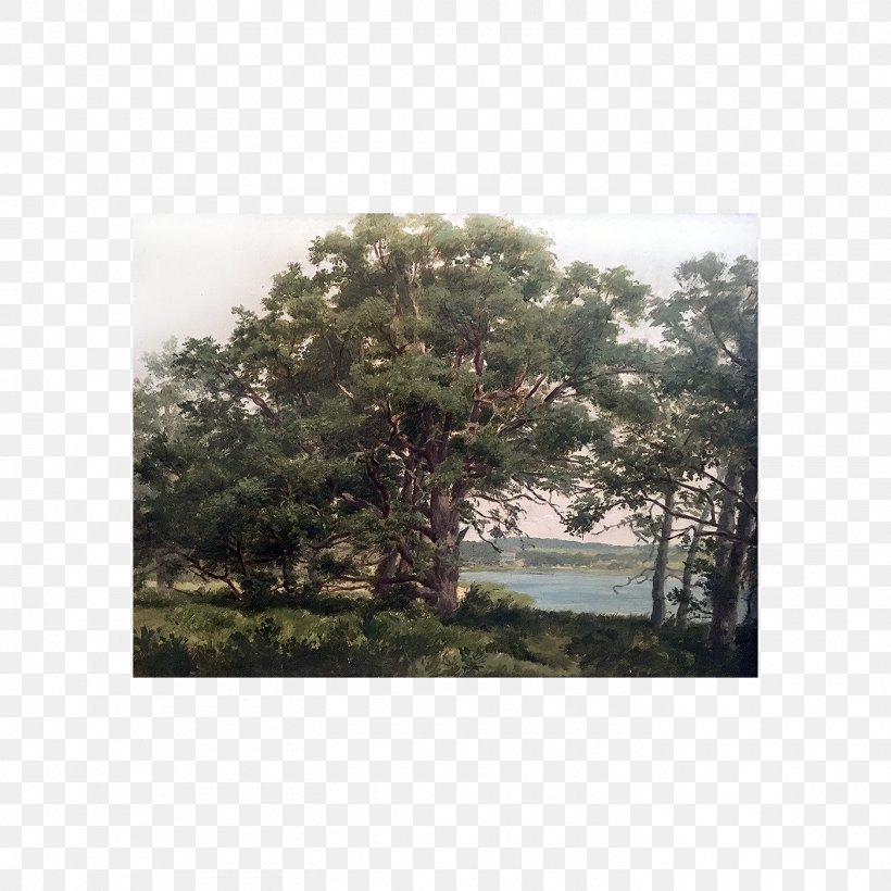 Shelter Island 1890s Vegetation Shrubland From Here To Antiquity, PNG, 1400x1400px, Shelter Island, Artist, Ecosystem, Evergreen, From Here To Antiquity Download Free