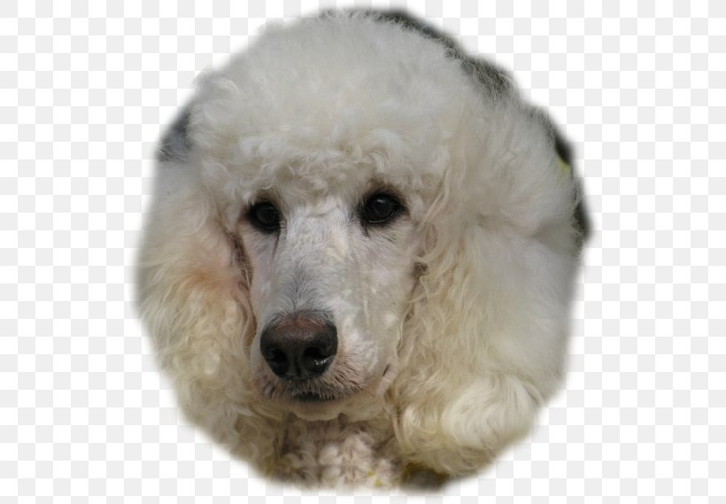 Standard Poodle Miniature Poodle Toy Poodle Dog Breed, PNG, 540x569px, Standard Poodle, American Kennel Club, Breed, Carnivoran, Companion Dog Download Free