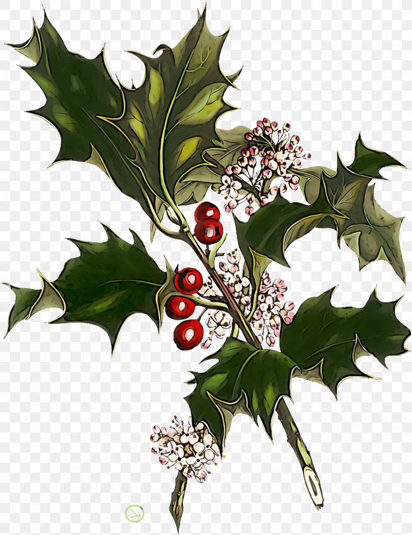 Christmas Holly Ilex Holly, PNG, 1300x1688px, Christmas Holly, American Holly, Black Maple, Branch, Chinese Hawthorn Download Free